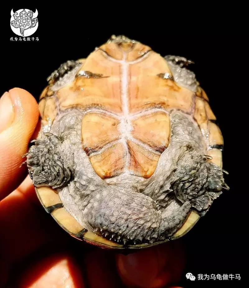 白眉少侠~密西西比麝香龟