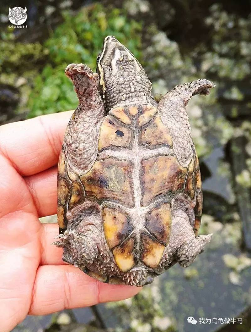 白眉少侠~密西西比麝香龟