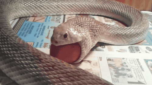 养不了红尾网纹和缅甸,还能选择这样一种大型玩具蛇