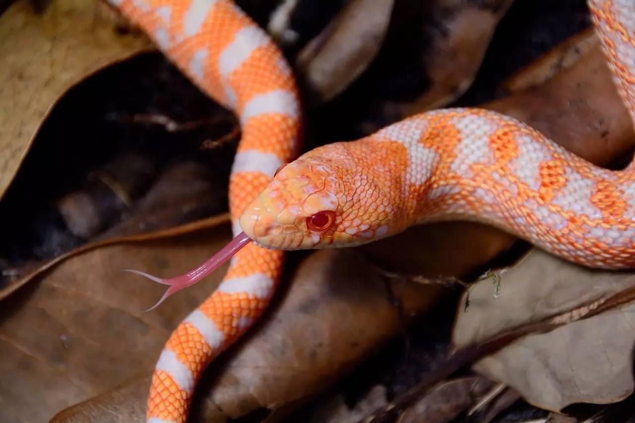 养不了红尾网纹和缅甸,还能选择这样一种大型玩具蛇