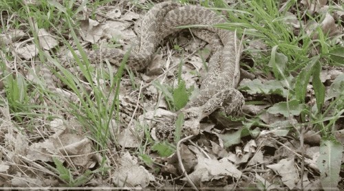 500_278gif 动态图 动图