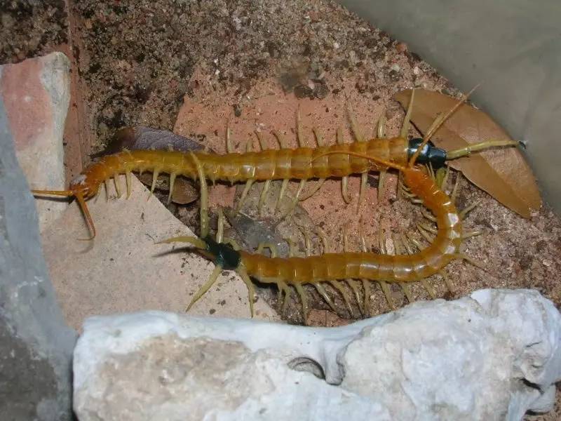 不是魔兽里的英雄,是宠物蜈蚣里的英雄