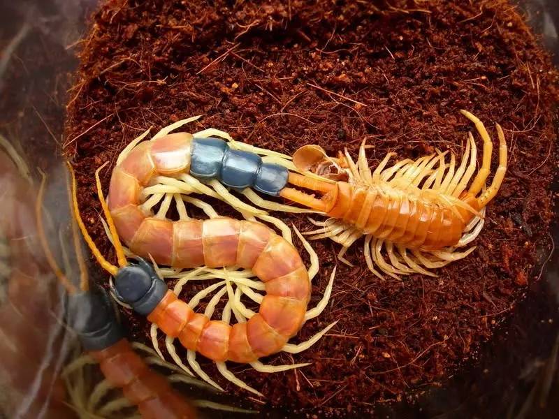 不是魔兽里的英雄,是宠物蜈蚣里的英雄