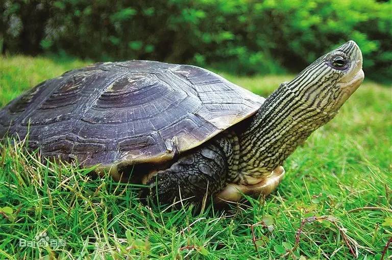 农业节目之农广天地带您认识中华花龟!