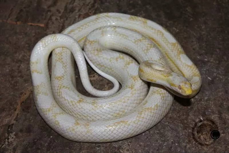 【木哥聊玉米小白变大神】三种基因能配出多少花色?