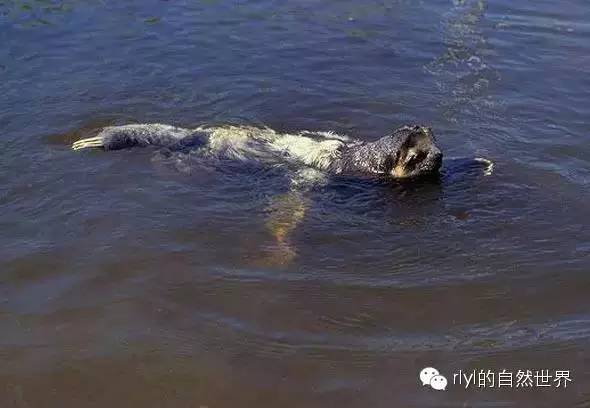 白喉三趾树懒(pale-throated three-toed sloth)
