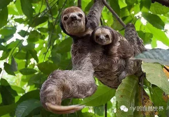 白喉三趾樹懶(pale-throated three-toed sloth)