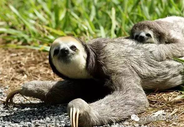 白喉三趾树懒爬行