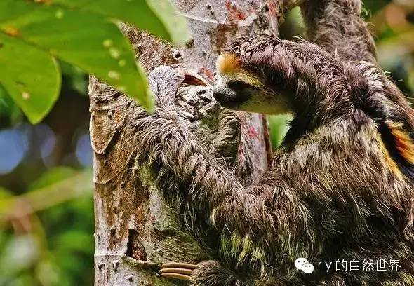 白喉三趾树懒(pale-throated three-toed sloth)