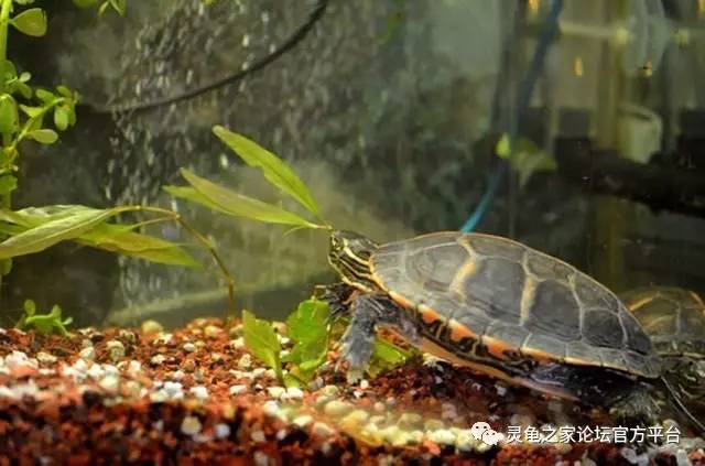 关于龟缸水族箱的降酸问题