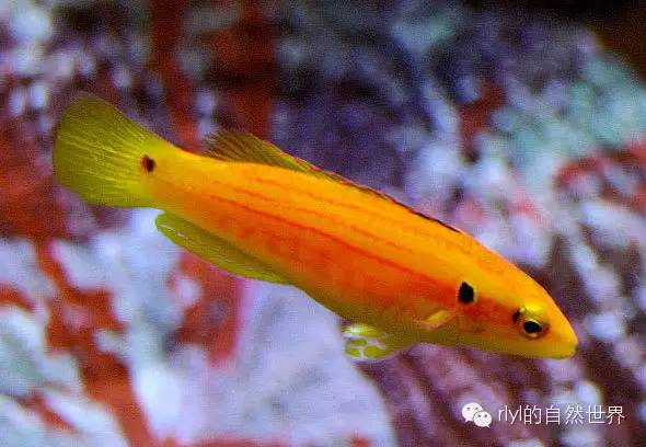 【rlyl物种说】今日--双斑普提鱼(twospot hogfish)