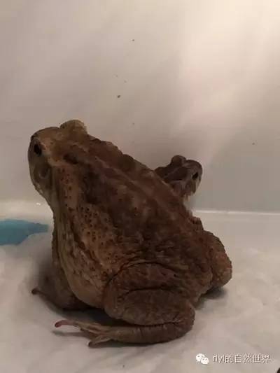 巨蟾雏形!(久违的蛤蟆王)