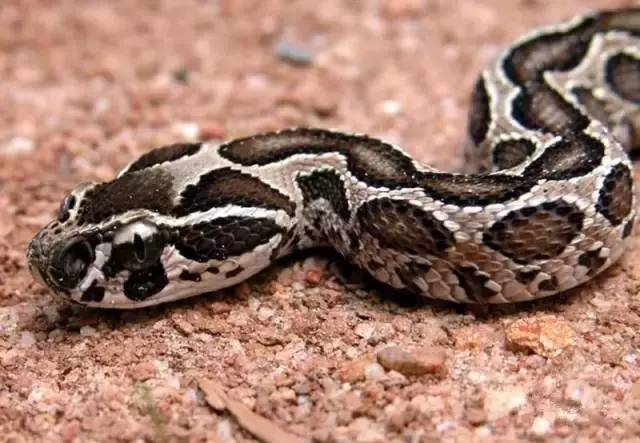 文章详情 山蝰属(daboia)是蛇亚目蝰蛇科蝰亚科下的一个单型属,类似的