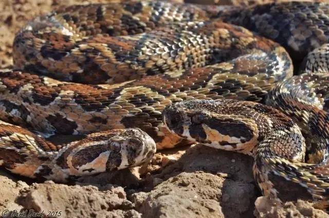 山蝰属(daboia)简明介绍!