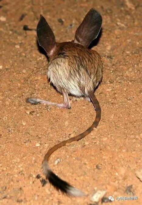 沙漠中的米老鼠——长耳跳鼠!