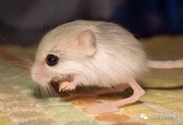 沙漠中的米老鼠——长耳跳鼠!