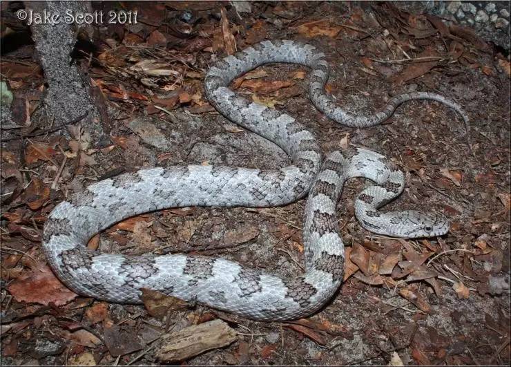 文章详情英文名:yellowrat snake 拉丁学名:pantherophiso.