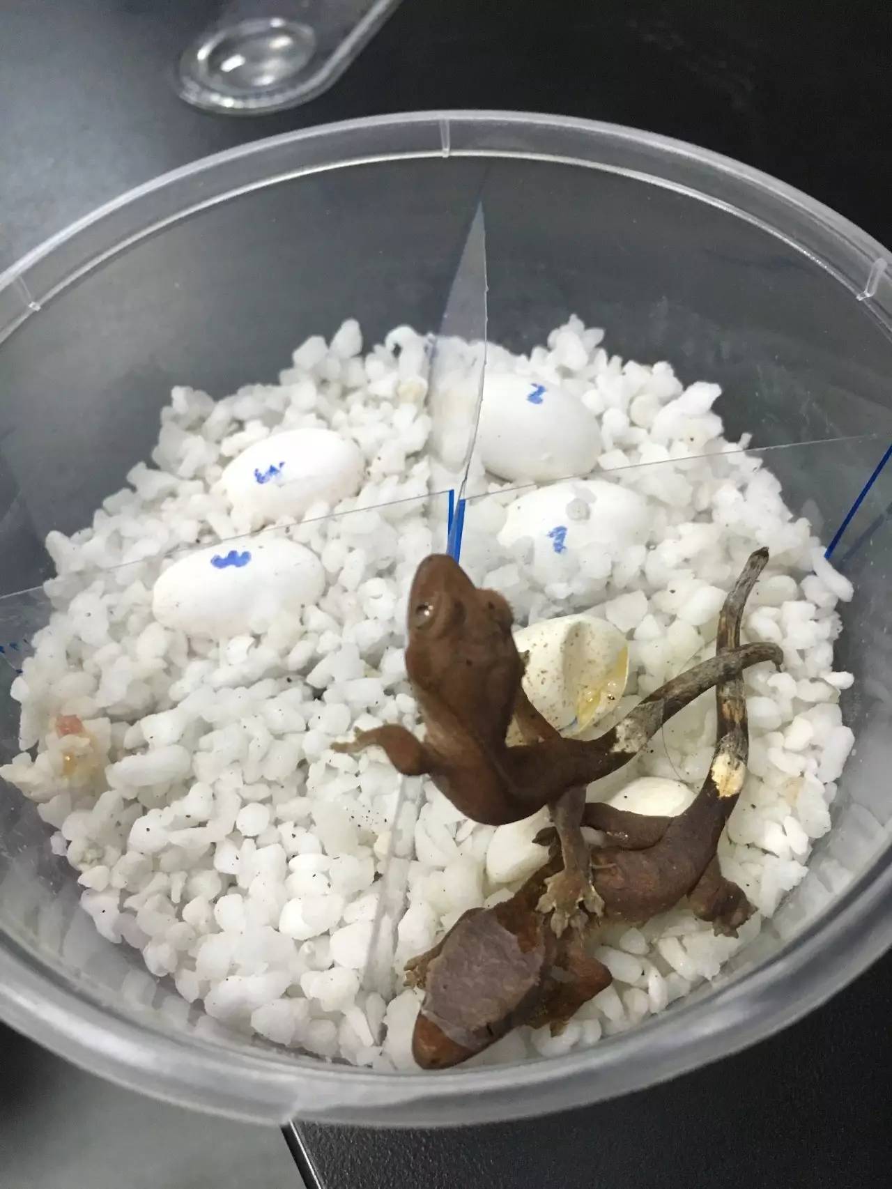 蛋在孵化过程中会慢慢吸水膨胀,两个蛋越孵越大,到孵化后期整个蛋几乎