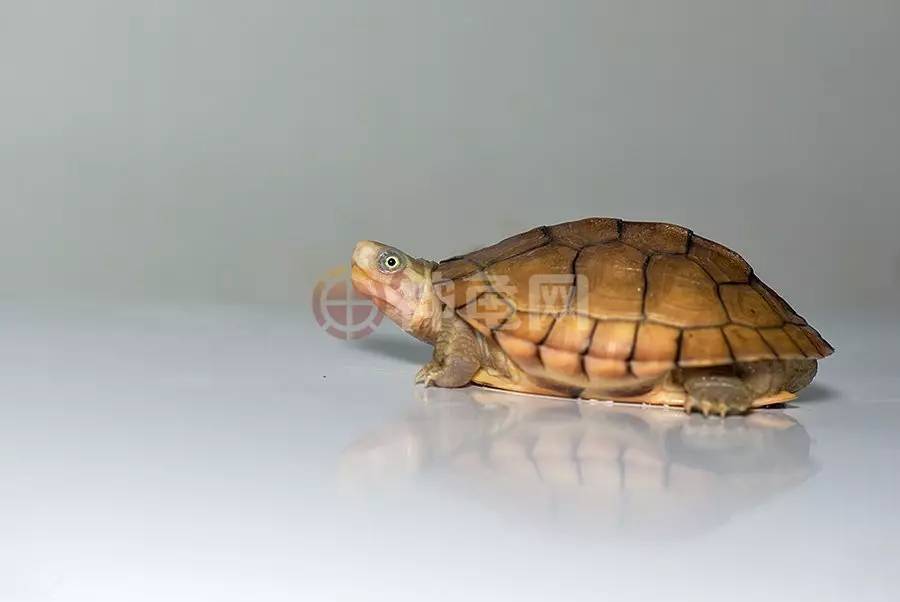 北喉发色:七分天注定,三分靠环境