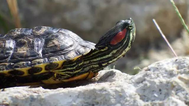 巴西龟,红耳龟,半个世纪的乌龙事件