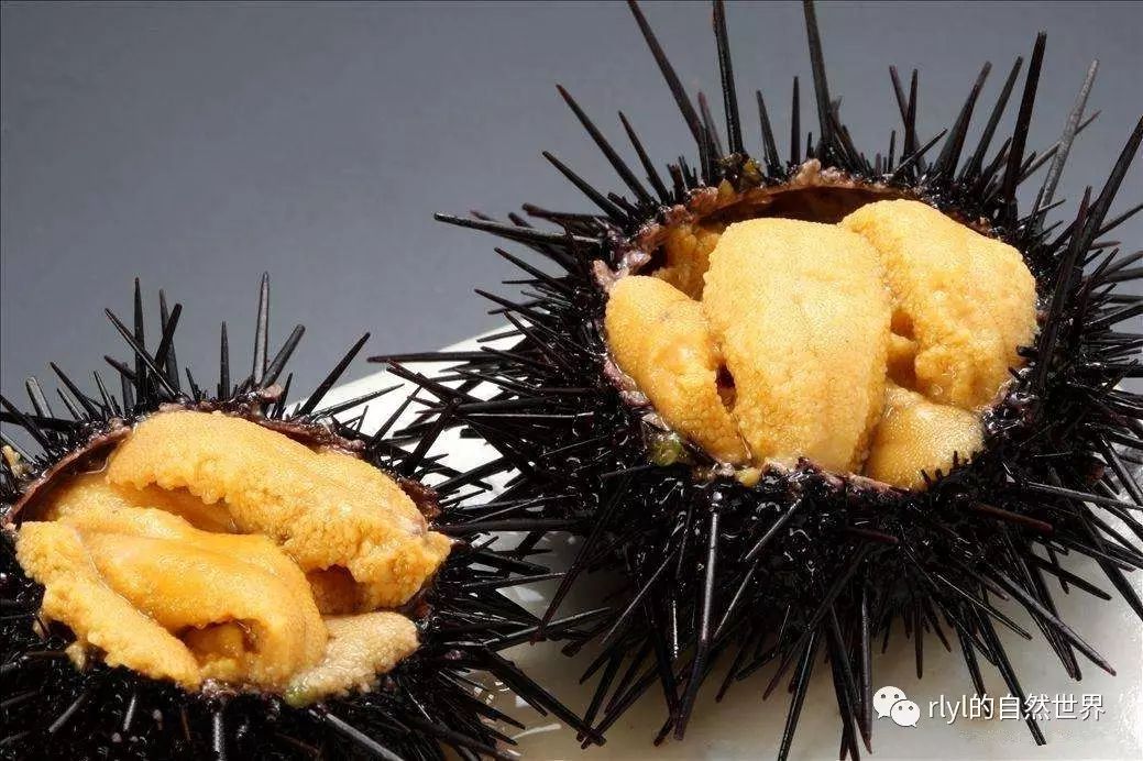 关于海胆,你不知道的小知识!