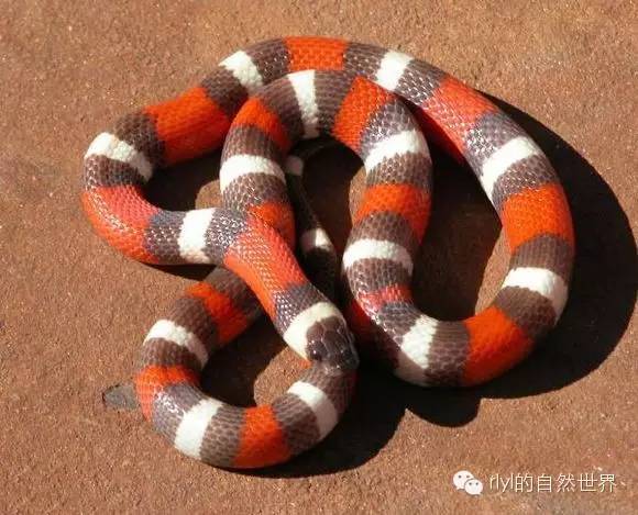 浅谈「帕布拉奶蛇」