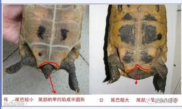 乌龟怎么辨别公母图解图片