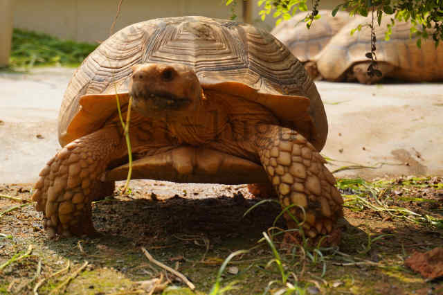 最全的-----苏卡达饲养要点