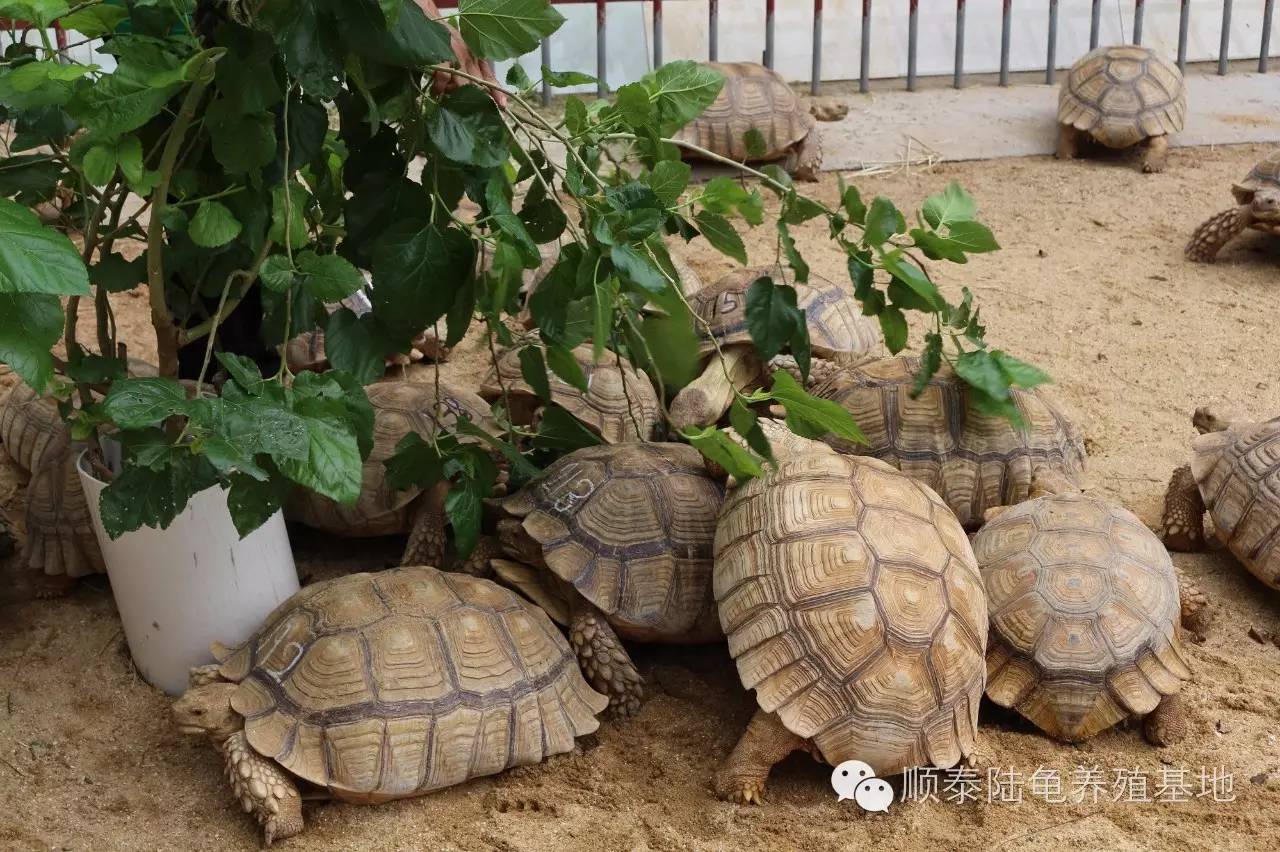 顺泰陆龟养殖基地图片