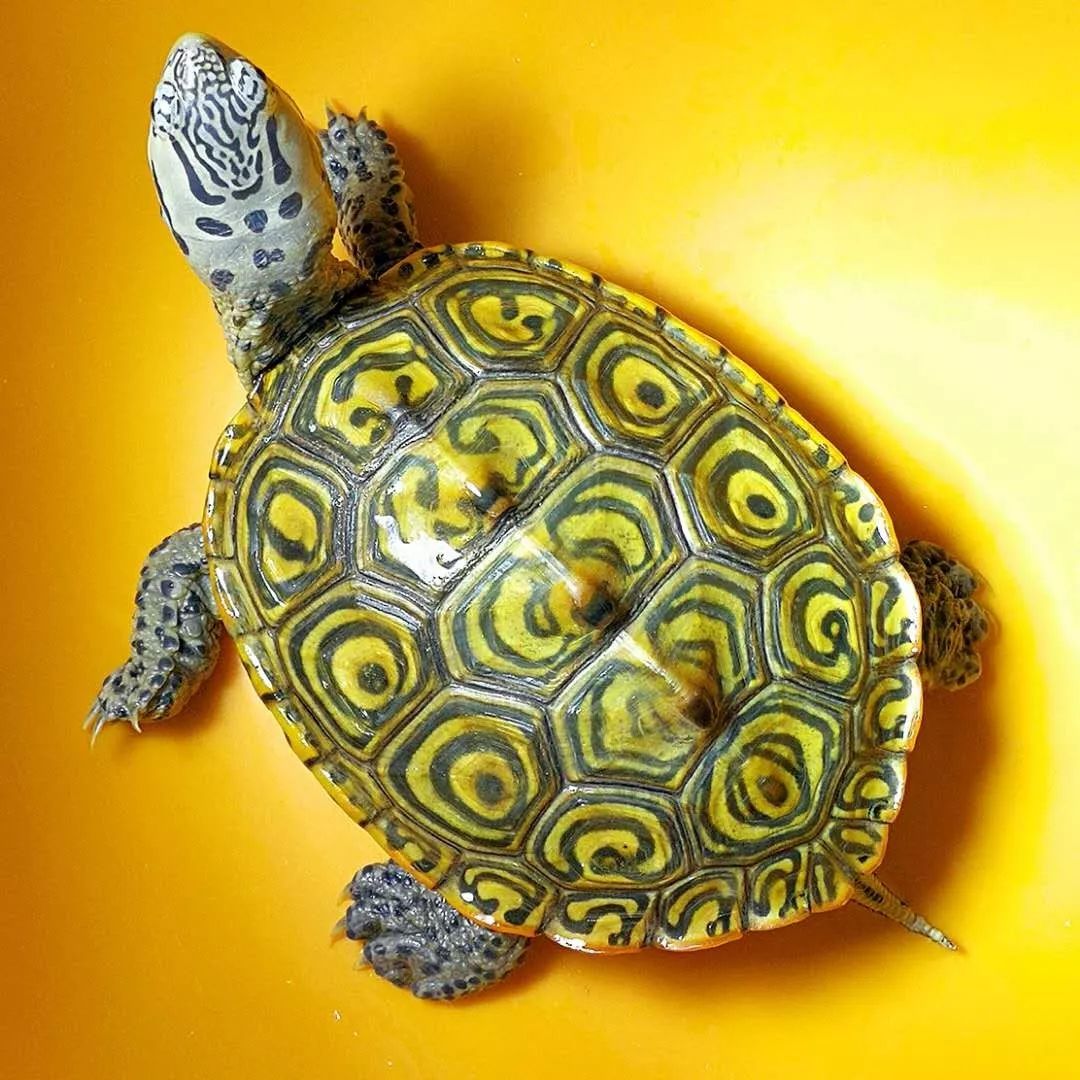 名字里镶"钻"的美国龟是否能取代其他龟成为新的翘楚?