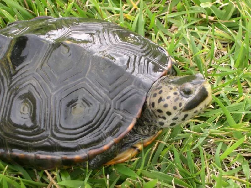 红树林钻纹龟
