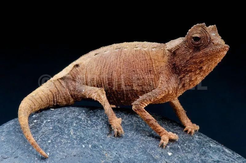 【附录二·角枯叶变色龙】需要23度"冷鲜"孵化的变色龙