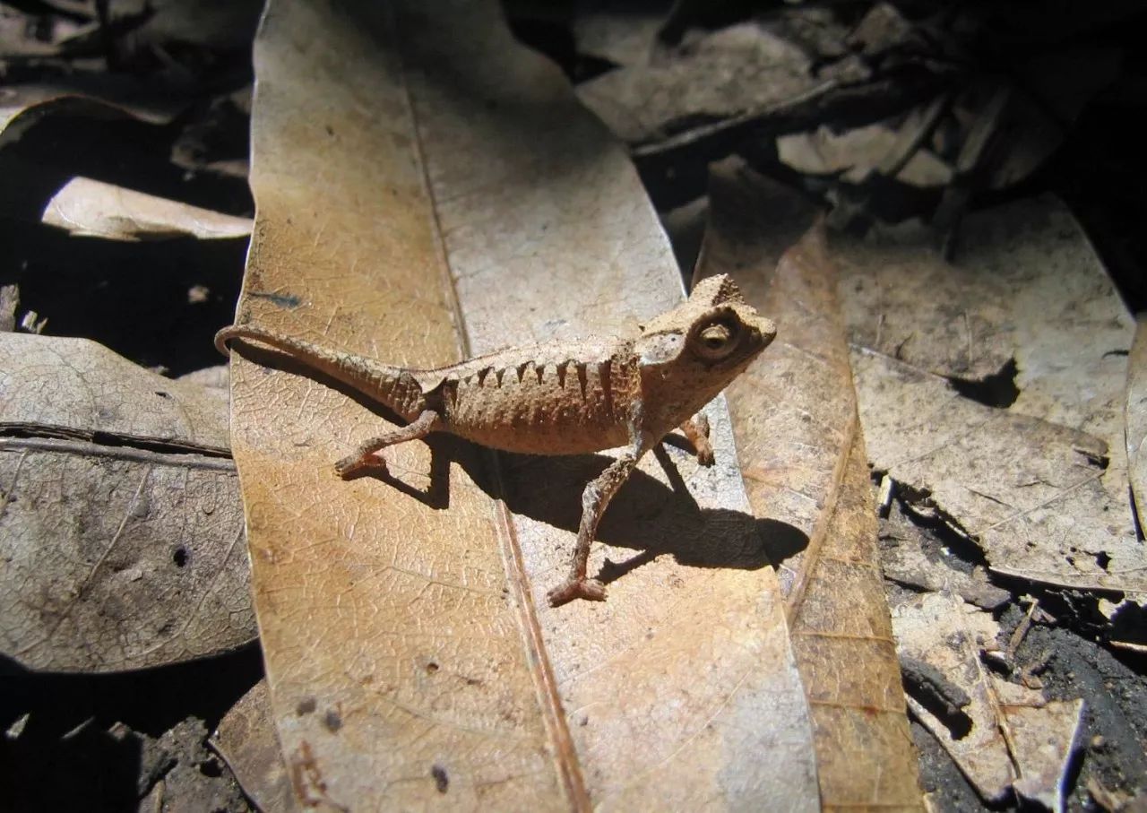 【附录二·角枯叶变色龙】需要23度"冷鲜"孵化的变色龙