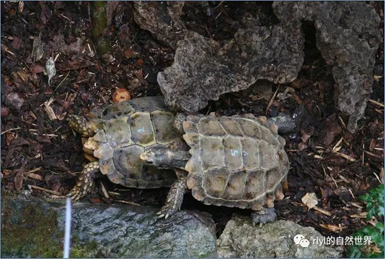 麒麟(凹甲)陆龟人工繁育后代成功饲养经验!