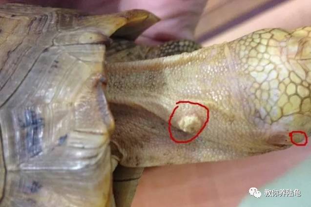常见的苏卡达陆龟疥疮病症治疗