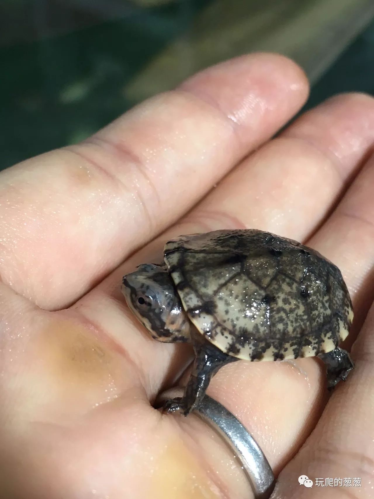 变异斑纹泥龟成长记