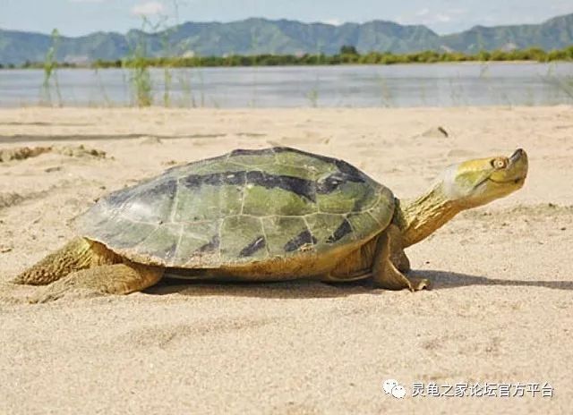 潮龟属 缅甸棱背龟-龟友天下
