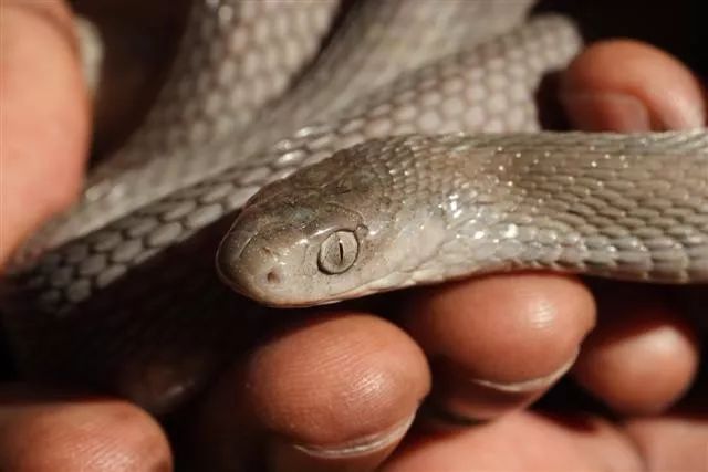 非洲有种蛇以吃蛋为生,不是吃鸡,是直接吃蛋哦-龟友天下