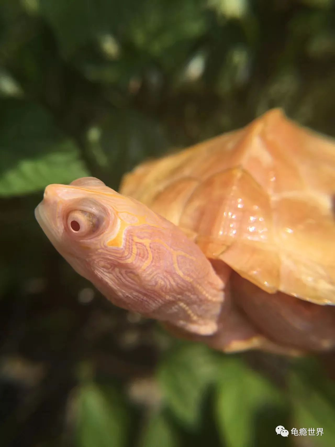 白化密西西比图龟