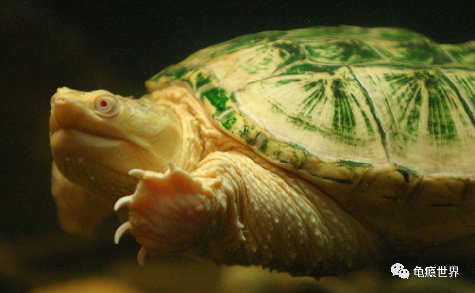 三代白化鳄龟图片