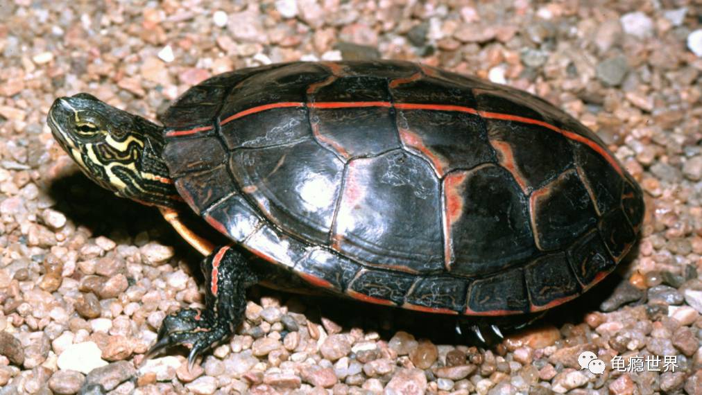 名贵龟品种图片