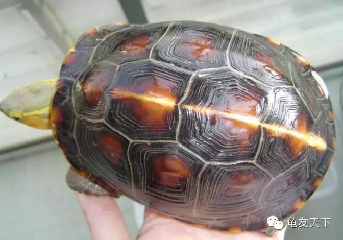 各种闭壳龟详解,现在知道为什么这么贵了!