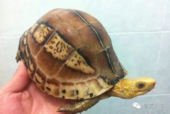 黄额闭壳龟