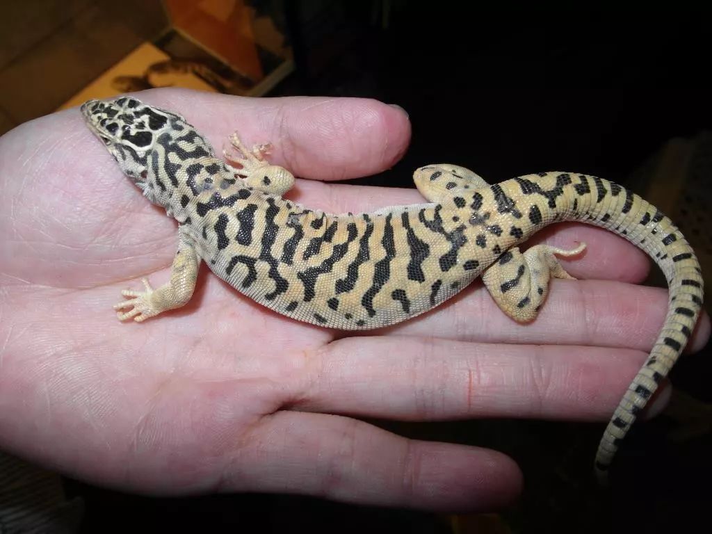 它居然是国产饲料麻蜥的亲戚?蜥蜴类中虎纹最漂亮,应该就是它了