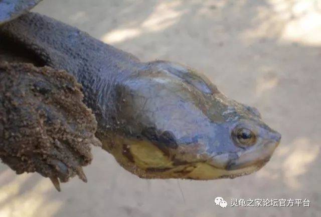 亚马逊蟾头龟成体多大图片