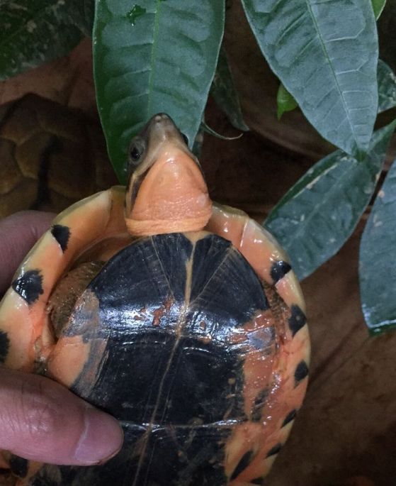 为什么一只金钱龟价值上百万?也有几千块的?8个区别.