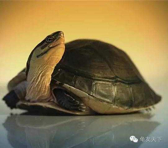 各种闭壳龟详解