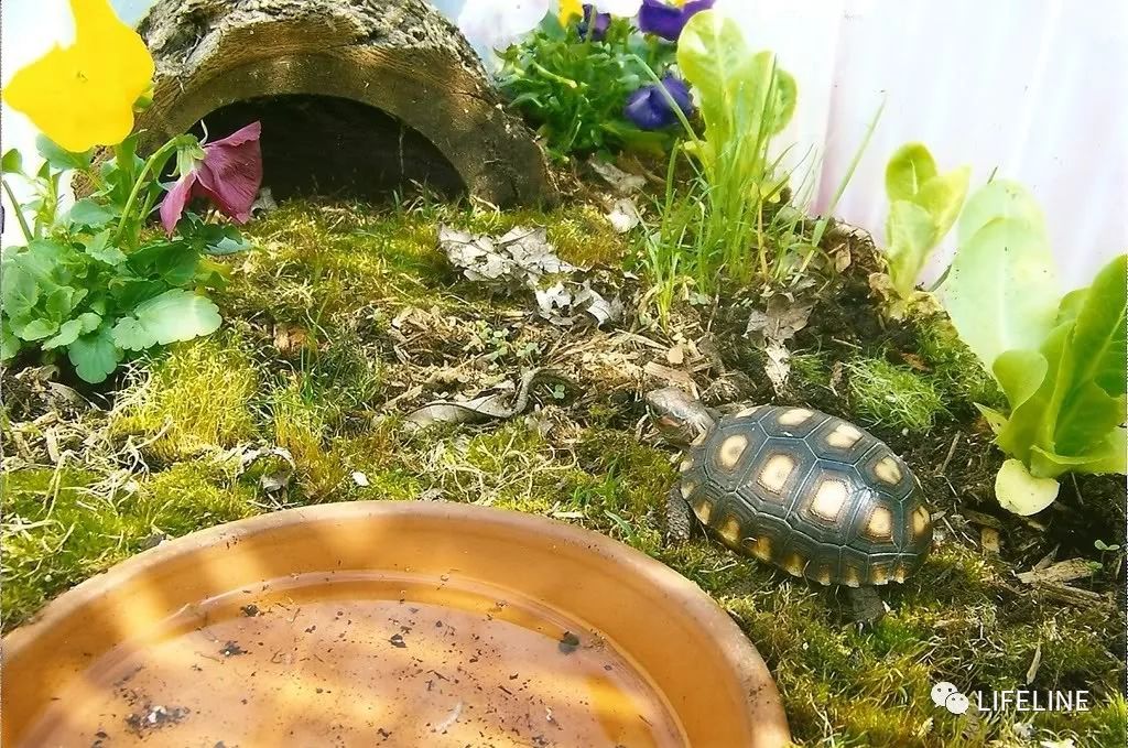 红腿陆龟的饲养-从入门到繁殖