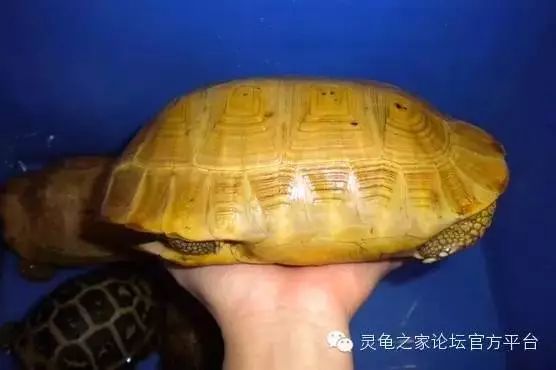 我是誰?緬甸陸龜 (elongated tortoise)