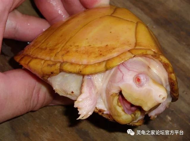 白化剃刀龟和麝香龟的繁殖简况